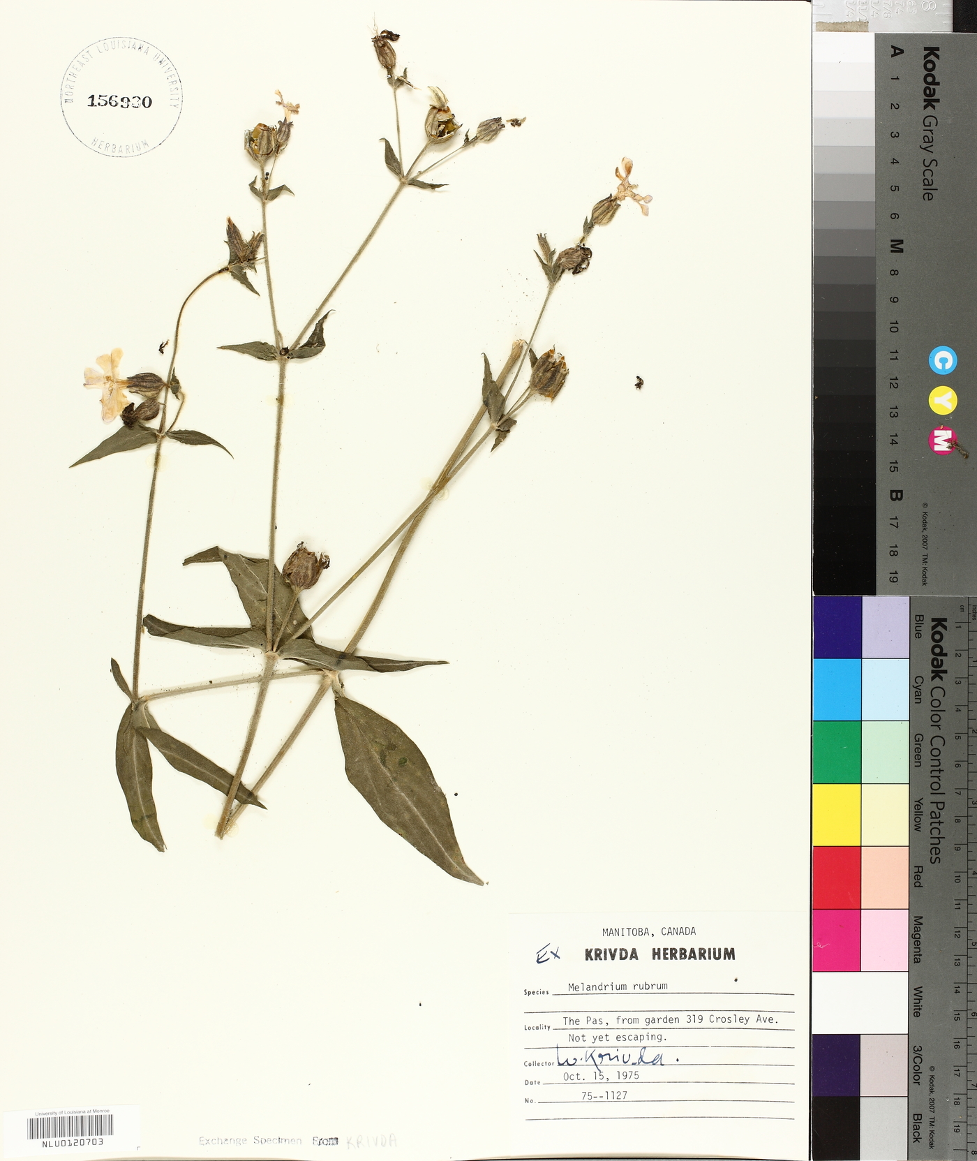 Silene dioica image