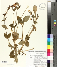 Silene dioica image