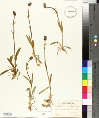 Silene uralensis subsp. uralensis image