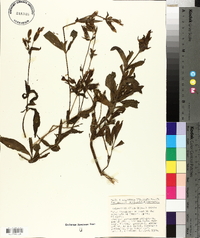 Silene latifolia image