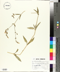 Silene latifolia image