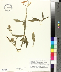 Silene latifolia image