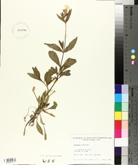 Silene latifolia image