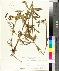 Silene latifolia image