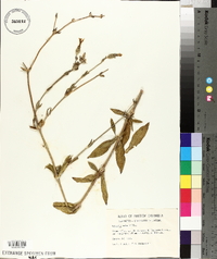 Silene latifolia image