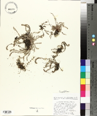 Illecebrum verticillatum image