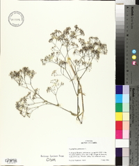 Gypsophila paniculata image