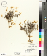 Gymnocarpos decandrus image