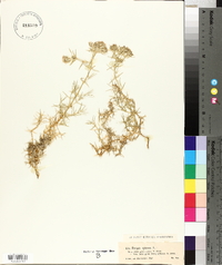 Media resource of Drypis spinosa