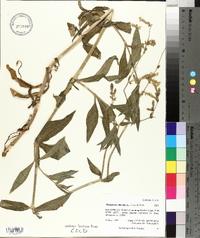 Silene dioica image