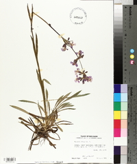 Silene viscaria image