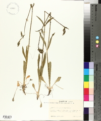 Silene drummondii image