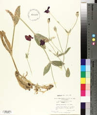 Silene coronaria image