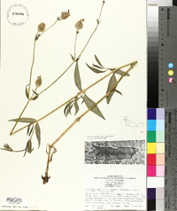 Silene latifolia image