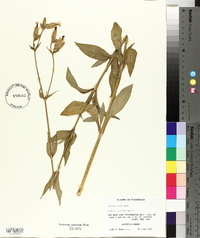 Silene latifolia image