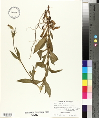 Silene latifolia image