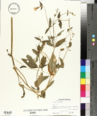 Silene latifolia image