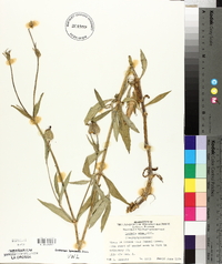 Silene latifolia image