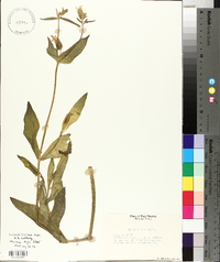 Silene latifolia image