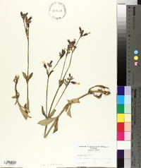 Silene latifolia image