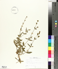 Silene latifolia image