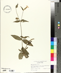 Silene latifolia image