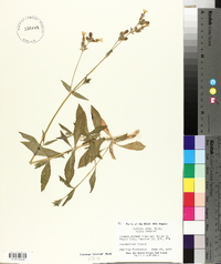 Silene latifolia image