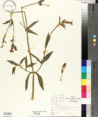 Silene latifolia image