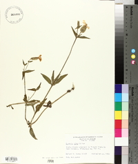 Silene latifolia image