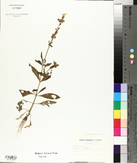 Silene latifolia image