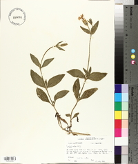 Silene latifolia image