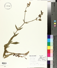 Silene latifolia image