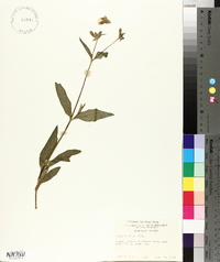 Silene latifolia image