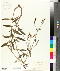 Silene latifolia image