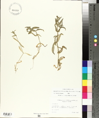Lepyrodiclis holosteoides image