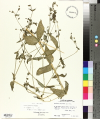 Myosoton aquaticum image