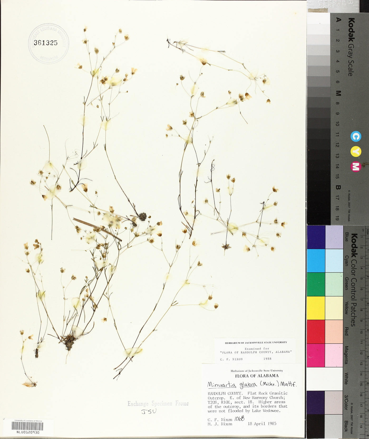 Sabulina glabra image