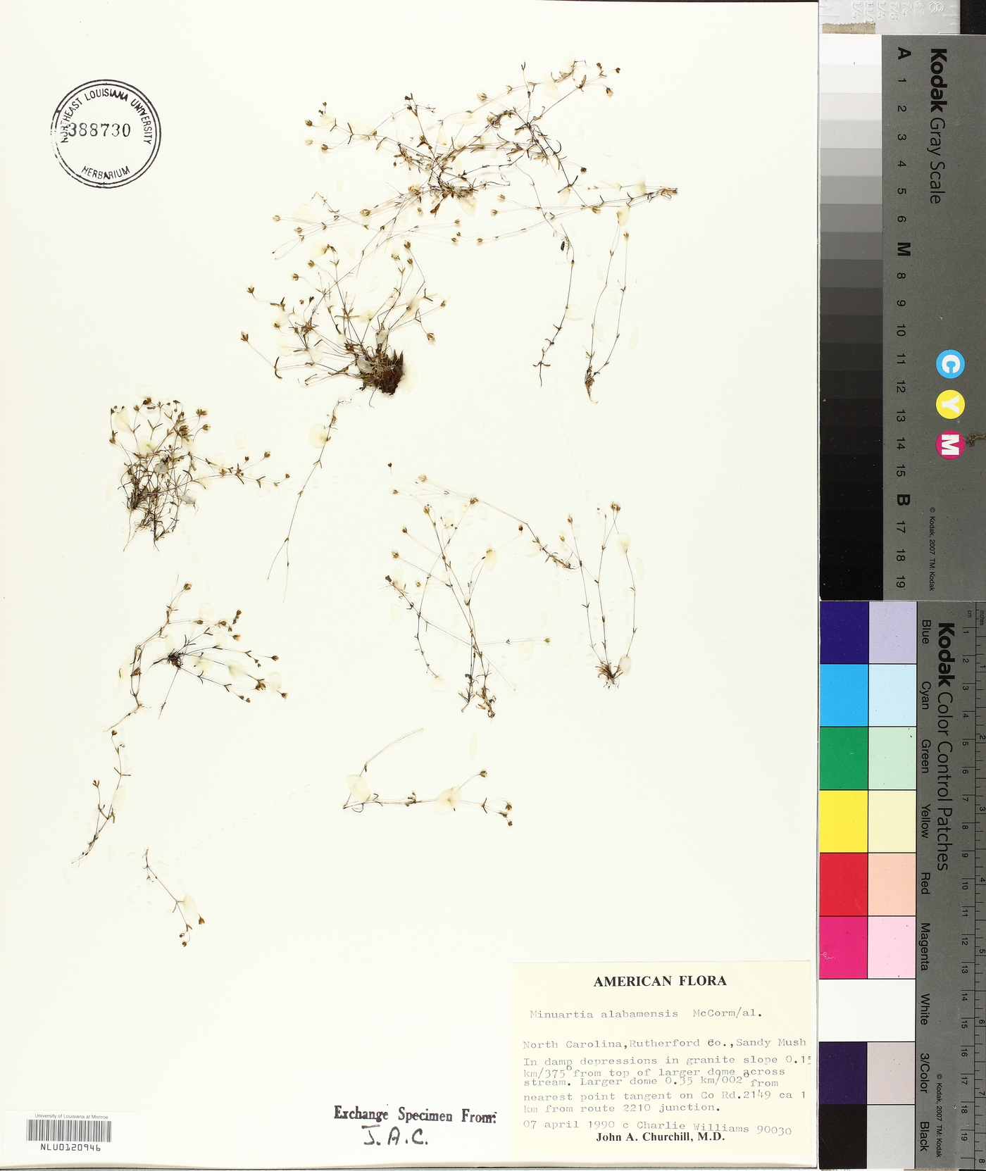 Minuartia alabamensis image