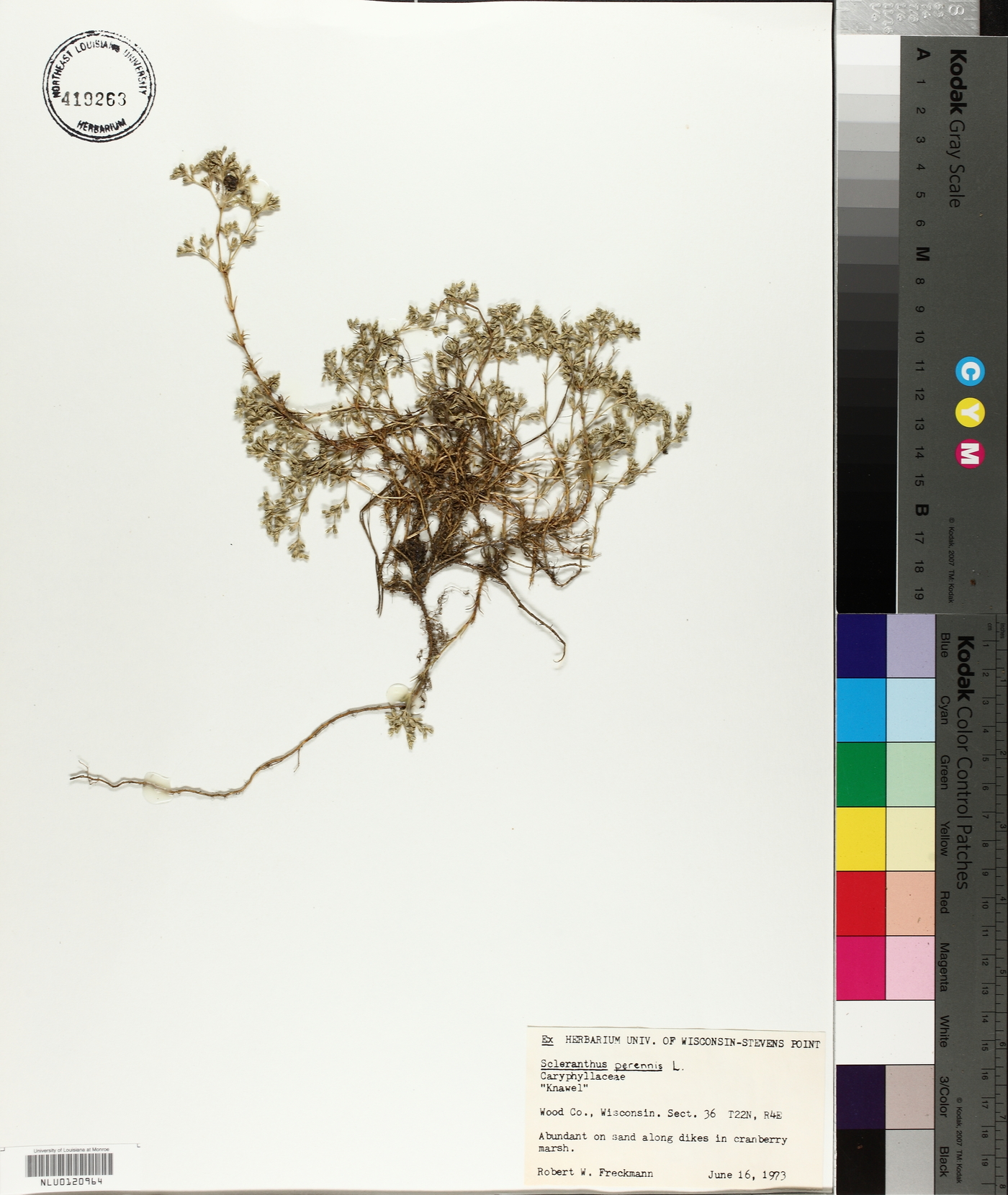 Scleranthus perennis image