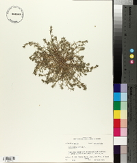 Scleranthus annuus image