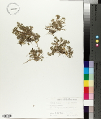 Scleranthus annuus image