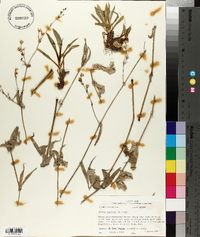 Silene stellata image