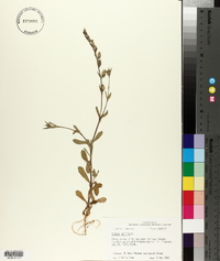 Silene gallica image