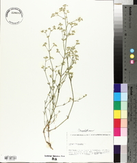 Media resource of Ortegia hispanica