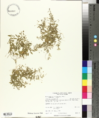 Moehringia lateriflora image