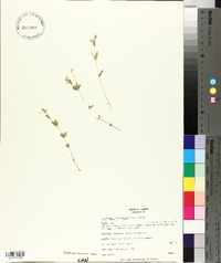 Moehringia lateriflora image