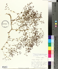 Paronychia canadensis image