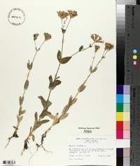 Silene armeria image