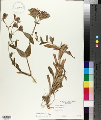 Silene armeria image