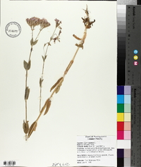 Silene armeria image